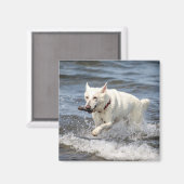 White German Shepard op Lake George Magneet (Voorkant / Achterkant)