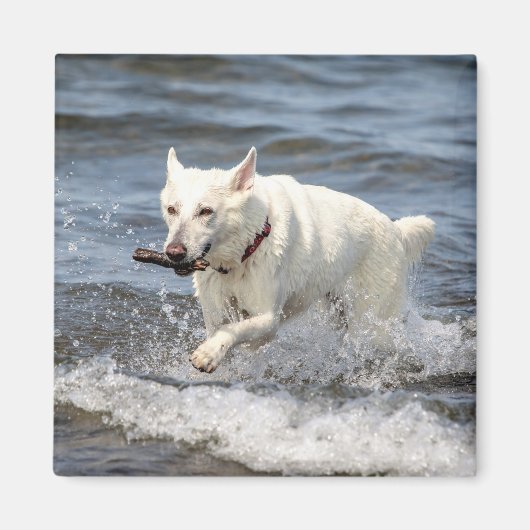 White German Shepard op Lake George Magneet (Voorkant)