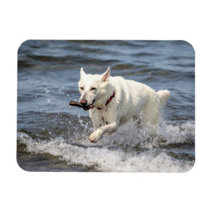 White German Shepard op Lake George Magneet