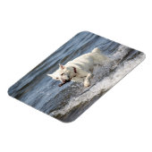 White German Shepard op Lake George Magneet (Linkerzijde)