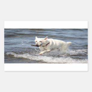 White German Shepard op Lake George Rechthoekige Sticker