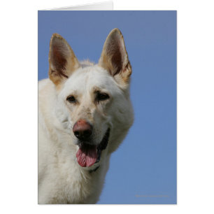 White German Shepherd