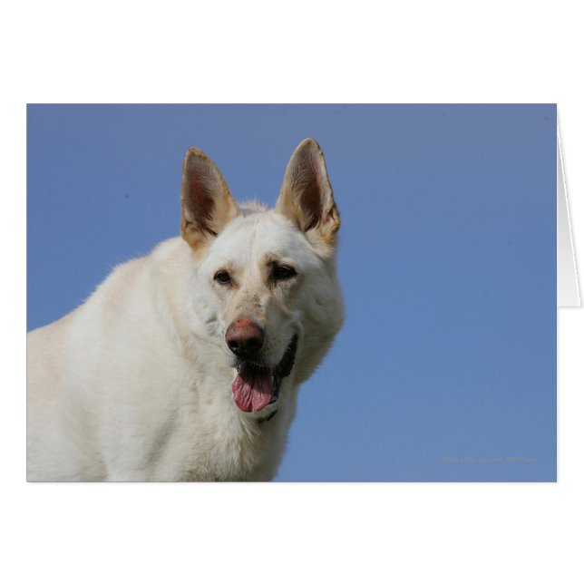 White German Shepherd (Voorkant Horizontaal)