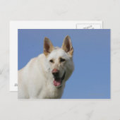 White German Shepherd Briefkaart (Voorkant / Achterkant)