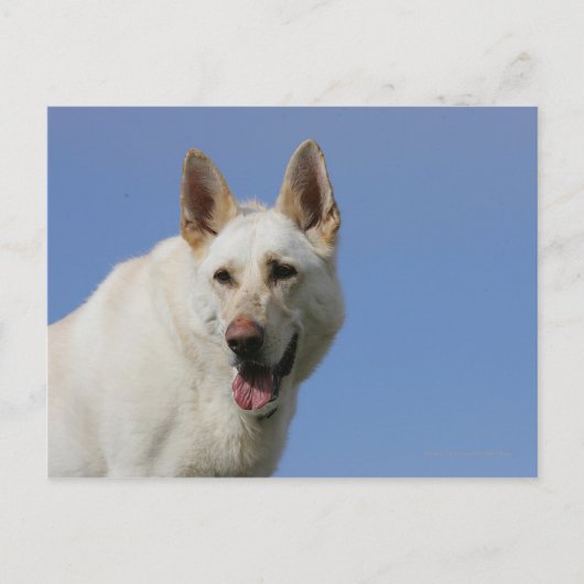 White German Shepherd Briefkaart (Voorkant)
