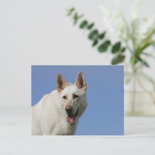 White German Shepherd Briefkaart (Staand voorkant)