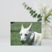 White German Shepherd Briefkaart (Staand voorkant)