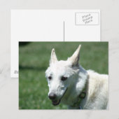 White German Shepherd Briefkaart (Voorkant / Achterkant)