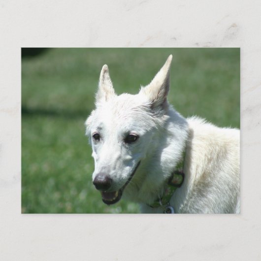 White German Shepherd Briefkaart (Voorkant)