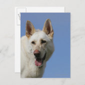 White German Shepherd Briefkaart (Voorkant / Achterkant)