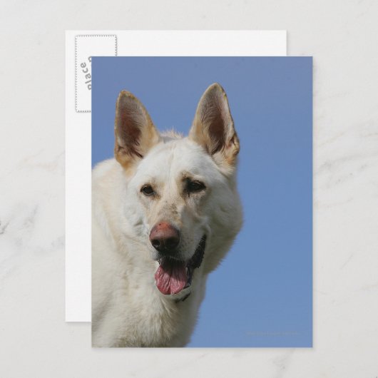 White German Shepherd Briefkaart (Voorkant / Achterkant)