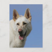 White German Shepherd Briefkaart (Voorkant)