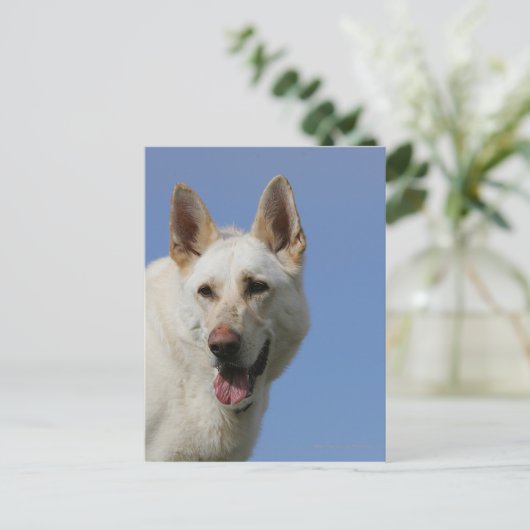 White German Shepherd Briefkaart (Staand voorkant)