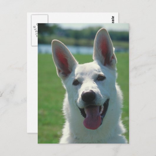 White German Shepherd Dog Briefkaart (Voorkant / Achterkant)