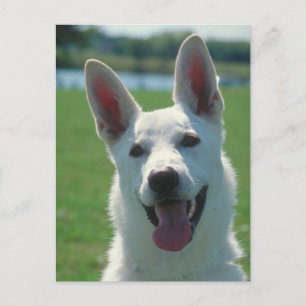 White German Shepherd Dog Briefkaart