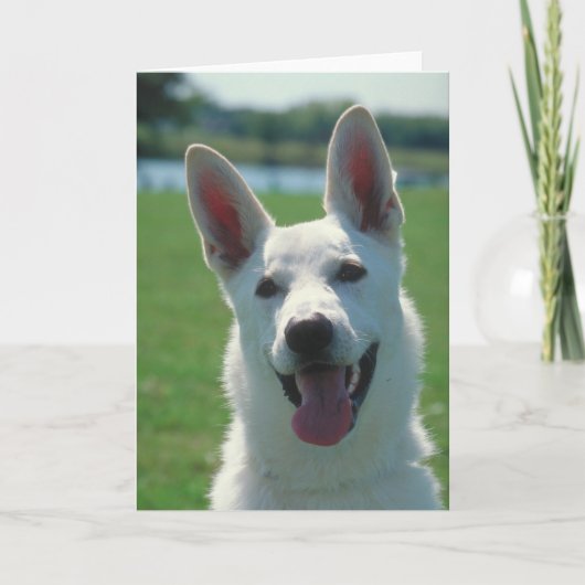 White German Shepherd Dog Kaart (Voorkant)