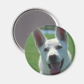 White German Shepherd Dog Magneet (Voorkant / Achterkant)