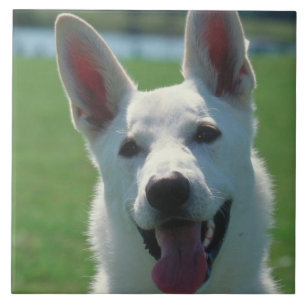 White German Shepherd Dog Tile Tegeltje