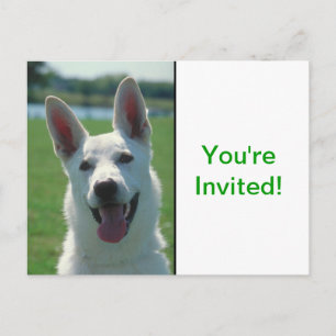 White German Shepherd Dog Uitnodiging Briefkaart