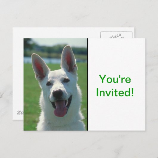 White German Shepherd Dog Uitnodiging Briefkaart (Voorkant / Achterkant)