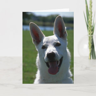 White German Shepherd Kaart