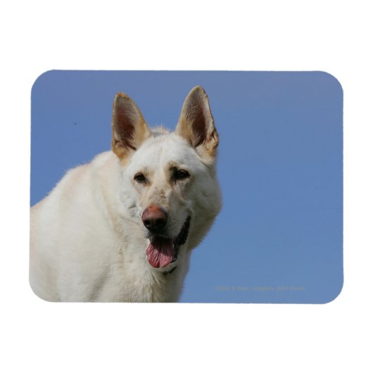 White German Shepherd Magneet (Horizontaal)
