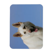 White German Shepherd Magneet (Verticaal)