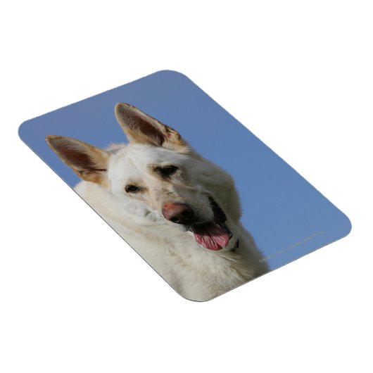 White German Shepherd Magneet (Rechterzijde)