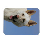 White German Shepherd Magneet (Horizontaal)