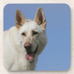 White German Shepherd Onderzetter
