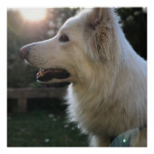 White German Shepherd Perfect Poster (Voorkant)