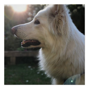 White German Shepherd Perfect Poster