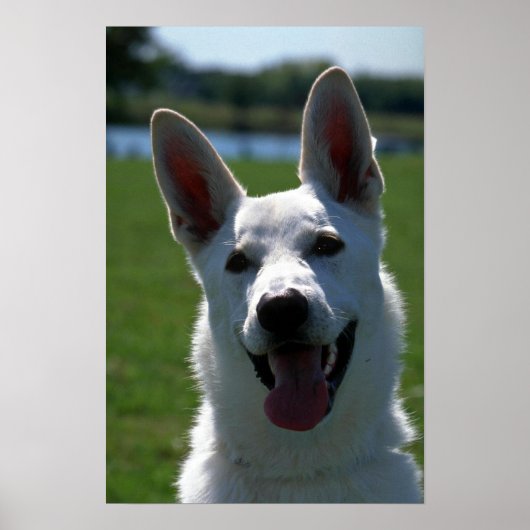 White German Shepherd Poster (Voorkant)
