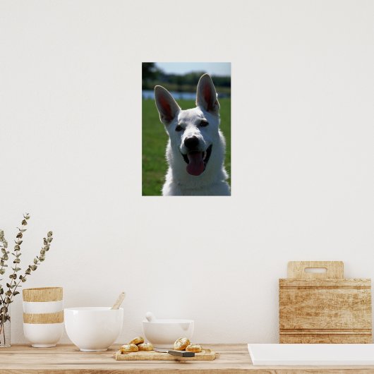 White German Shepherd Poster (Keuken)