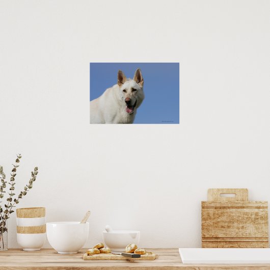 White German Shepherd Poster (Keuken)