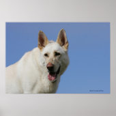 White German Shepherd Poster (Voorkant)