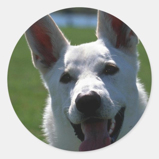 White German Shepherd Ronde Sticker (Voorkant)