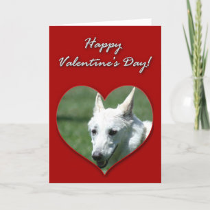 White German Shepherd Valentijnsdag Card Feestdagen Kaart