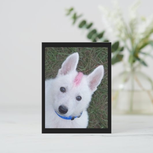 White German Shepherd w. Mohawk Briefkaart (Staand voorkant)