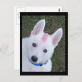 White German Shepherd w. Mohawk Briefkaart (Voorkant / Achterkant)