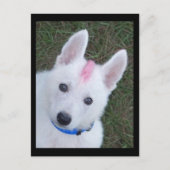 White German Shepherd w. Mohawk Briefkaart (Voorkant)