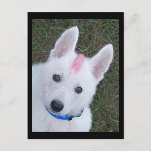 White German Shepherd w. Mohawk Briefkaart (Voorkant)