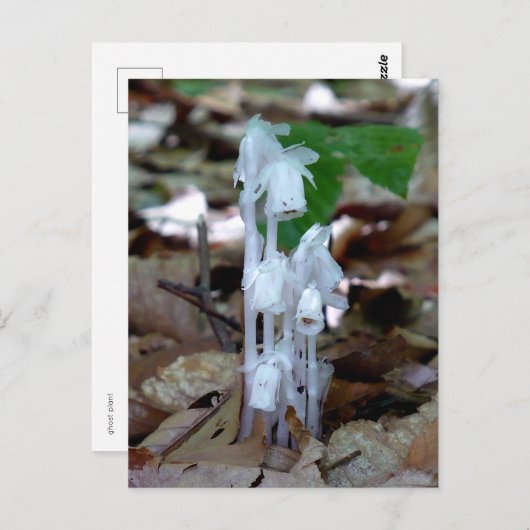 White Ghost Plant Briefkaart (Voorkant / Achterkant)