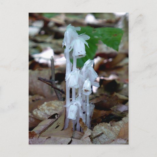 White Ghost Plant Briefkaart (Voorkant)