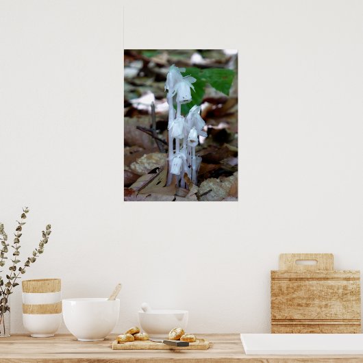 White Ghost Plant Poster (Keuken)