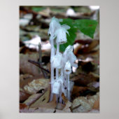 White Ghost Plant Poster (Voorkant)