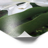 White Ginger Blossom Foto Afdruk (Hoek)