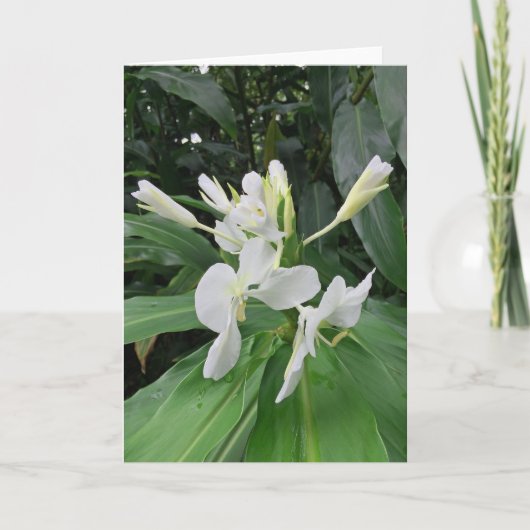 White Ginger Kaart (Voorkant)