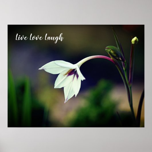 White Gladiolus Garden Flower Motivatie Poster (Voorkant)