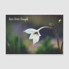 White Gladiolus Garden Flower Motivatie Tissuepapier